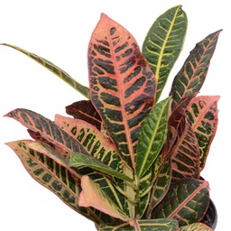 Codiaeum (croton) variegatum "petra"