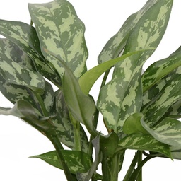 Aglaonema maria