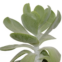 Kalanchoé thyrsiflora flapjacks 