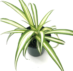 Chlorophytum