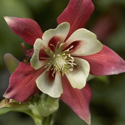 [1AQUKIRW01] Aquilegia kirigami red & white