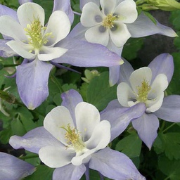 [1AQUKIBW01] Aquilegia origami bleu, blanc (caerulea)