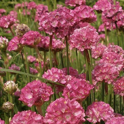 [1ARMMSPL01] Armeria spledens (maritima)