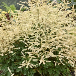 [1ARUCHLA01] Aruncus chantilly lace