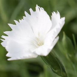 [1DIAANNA01] Dianthus annabelle