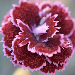 [1DIABLAF01] Dianthus black cherry frost