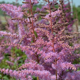 [1ASTIAAM02] Astilbe Amethyst (arendsii)