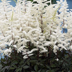 [1ASTIACA02] Astilbe cappucino (arendsii)