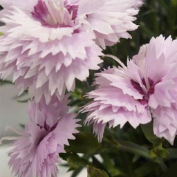 [1DIAEVLE01] Dianthus everlast lavander eye