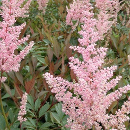 [1ASTIAER02] Astilbe erica (arendsii)