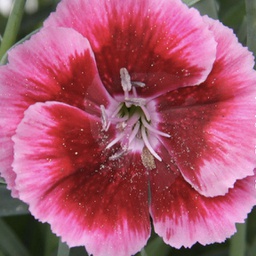 [1DIAEVRC01] Dianthus everlast respberry cream