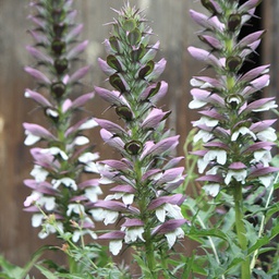 [1ACASPIN02] Acanthus spinosus