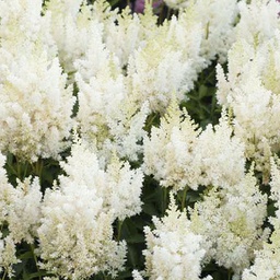 [1ASTIAWH02] Astilbe white gloria (arendii)