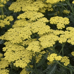 [1ACHSASL02] Achillea sassy summer lemon