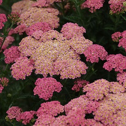 [1ACHSAST02] Achillea sassy summer taffy