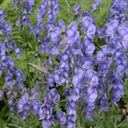 [1ACOFISH01] Aconitum fisheri