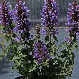 [1AGAPOBL01] Agastache poquito dark blue