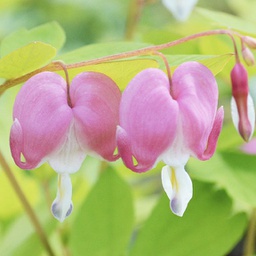 [1DICGHEA02] Dicentra gold heart