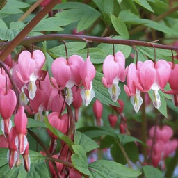 [1DICSPEC02] Dicentra spectabilis