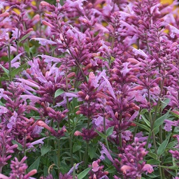 [1AGAROPO01] Agastache rosie posie