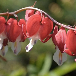 [1DICVALE02] Dicentra valentine (spectalis)