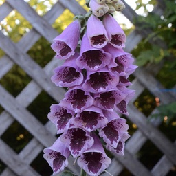 [1DIGSUPL02] Digitalis sugar plum (purpurea)