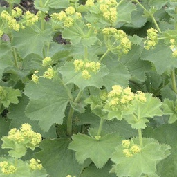 [1ALCMOLL02] Alchemilla mollis