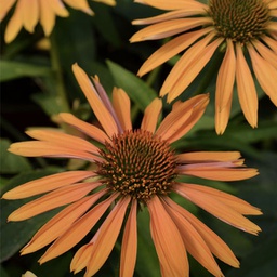 [1ECHBIKA01] Echinacea big kahuna