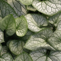 [1BRUJFRO02] Brunnera jack frost (macrophylla)