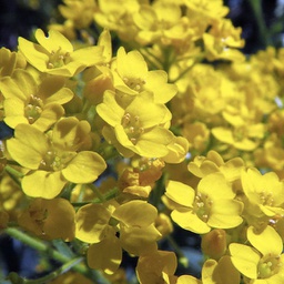 Alyssum golden spring