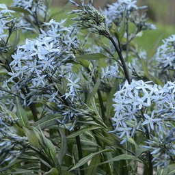 [1AMSSTCL01] Amsonia storm cloud