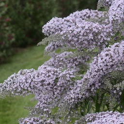 [1BUDGRCA02] Buddleai grand cascade