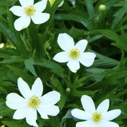 [1ANECANA01] Anemone canadensis