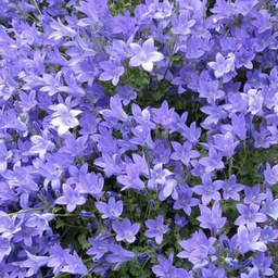 [1CAMBIHY01] Campanula birch hybrid