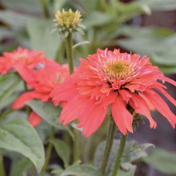 [1ECHDSMA02] Echinacea double scoop madarin