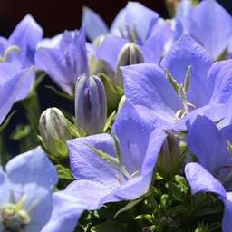 [1CAMCABC01] Campanula blue clips (carpatica)