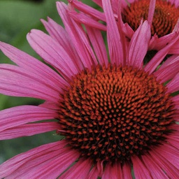 Echinacea fatal attraction (purpurea)