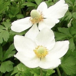 [1ANESYLV01] Anemone sylvestris