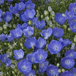 [1CAMPEDB01] Campanula pearl deep blue (carpatica)