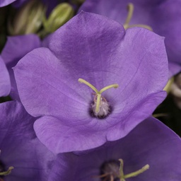 [1CAMRABL02] Campanula rapido blue