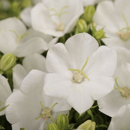 [1CAMRAWH02] Campanula rapido white