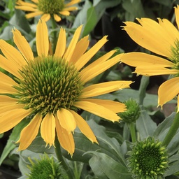 [1ECHKYEL01] Echinacea kismet yellow