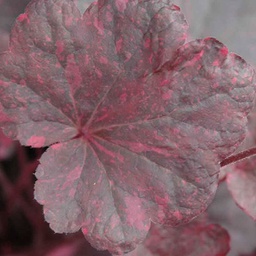 [1HEUMIDR01] Heuchera midnight rose