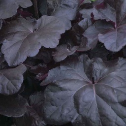 [1HEUOBSI01] Heuchera obsidian