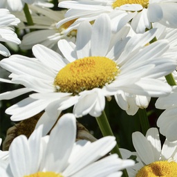 Chrysanthemum becky (superbum)