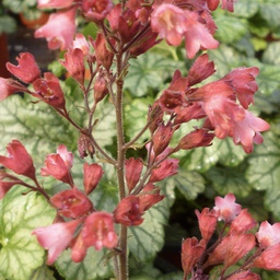 [1HEUPARI01] Heuchera paris