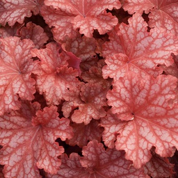 [1HEUPEIC01] Heuchera peacheberry ice