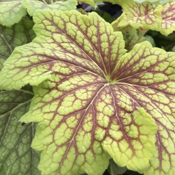 [1HEURELI01] Heuchera red lightning