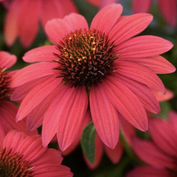 [1ECHSOBA01] Echinacea sombrero baja burgundy