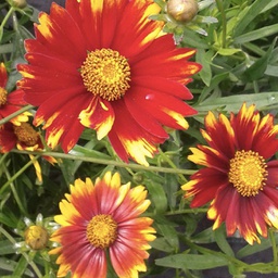 [1CORDABR01] Coreopsis daybreak